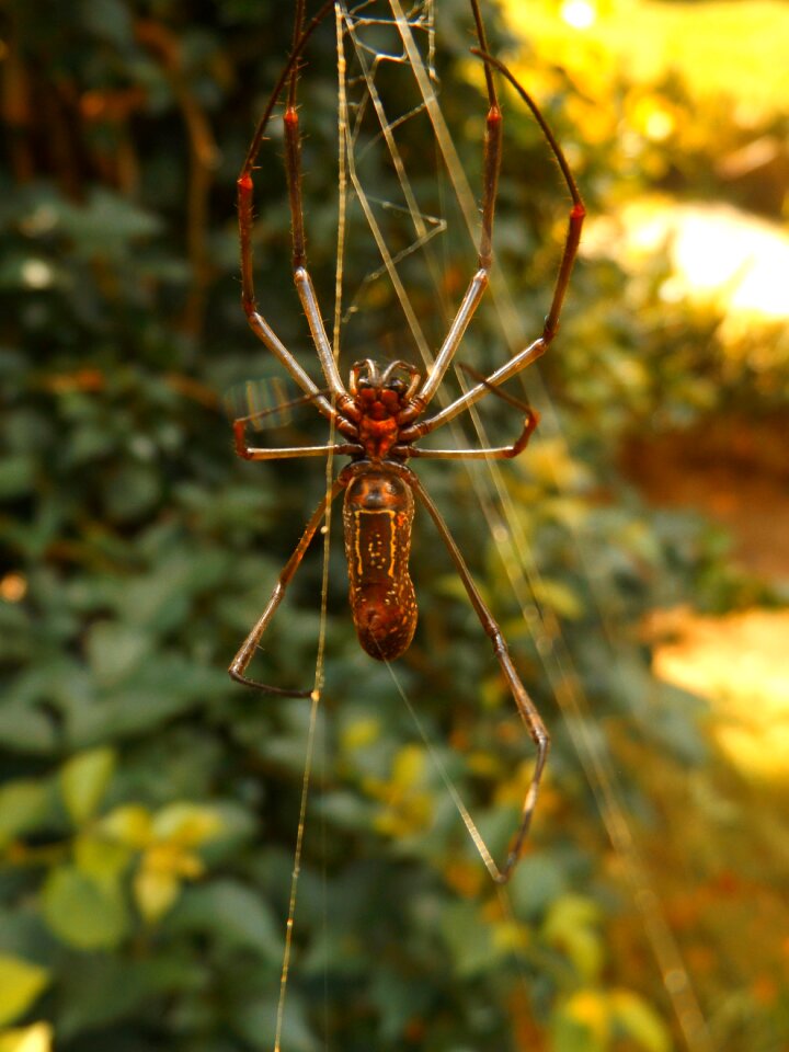 Spider fabric garden