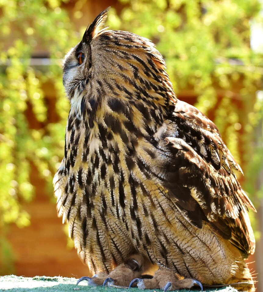 Eagle owl animals wild bird