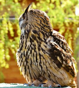 Eagle owl animals wild bird