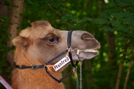 Camel head close up