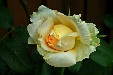 Macro nature petal of a rose photo