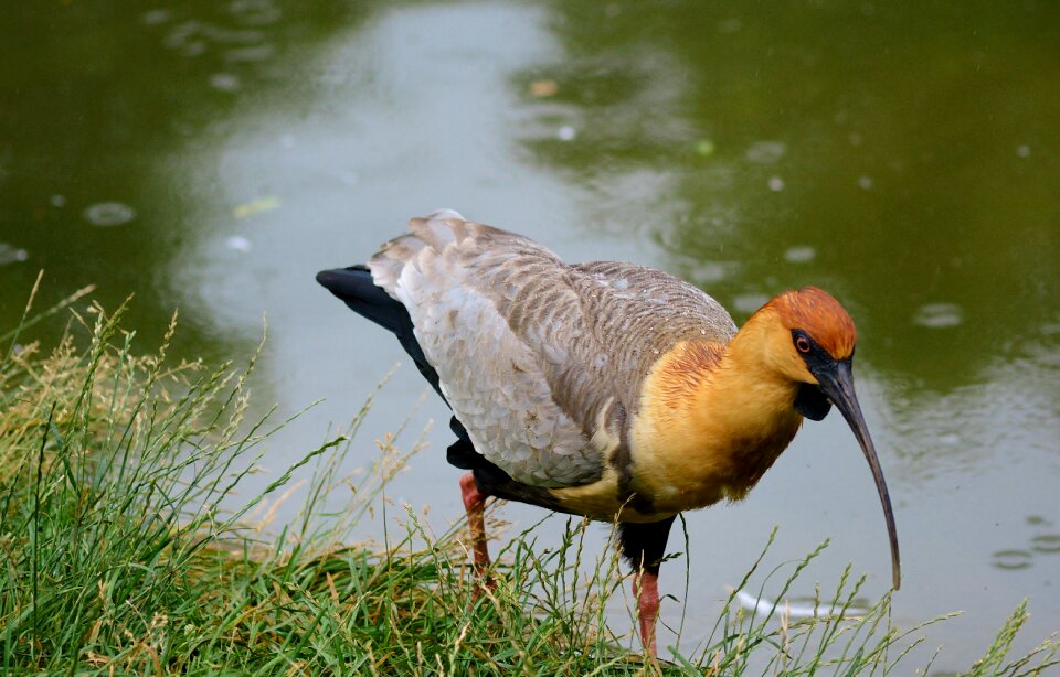 Ibis nature animal world
