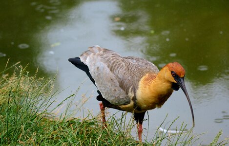 Ibis nature animal world