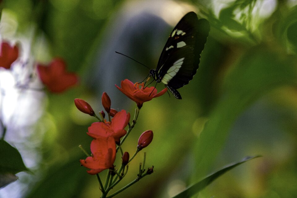 Natural insect flowers