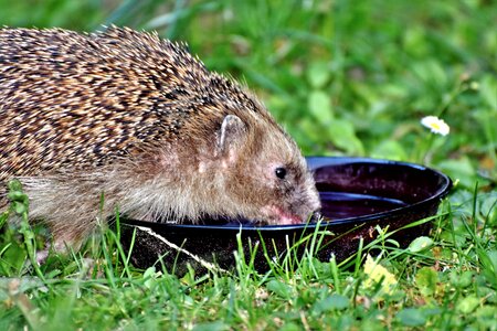 Foraging nocturnal cute