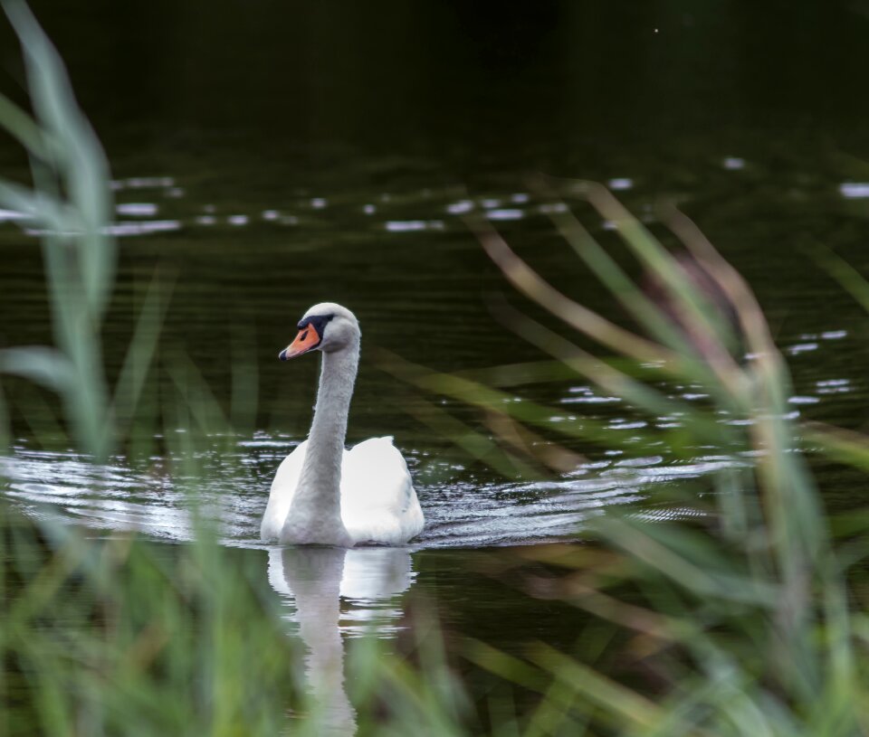 Nature animal world water bird