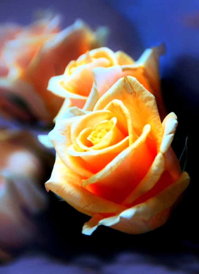 Rose yellow sheets