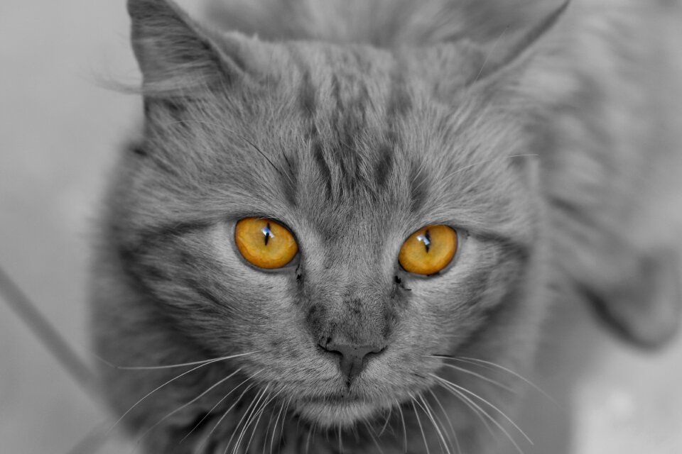 Animal art pet