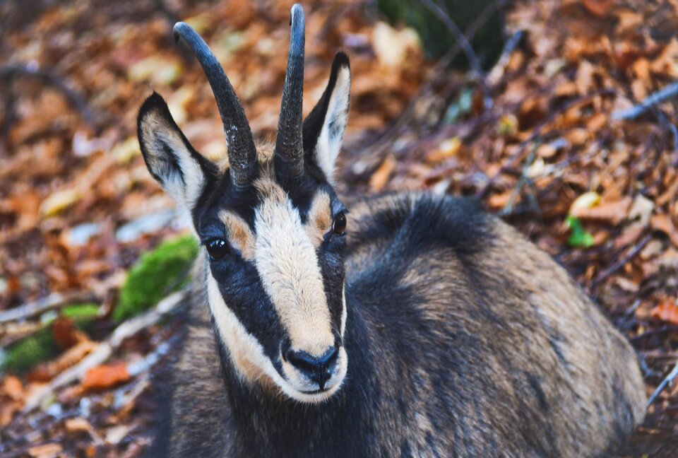 Herbivore mammals neuchâtel