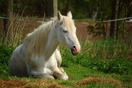 Thoroughbred arabian pasture animal