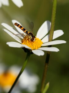Insect hoverfly marguerite