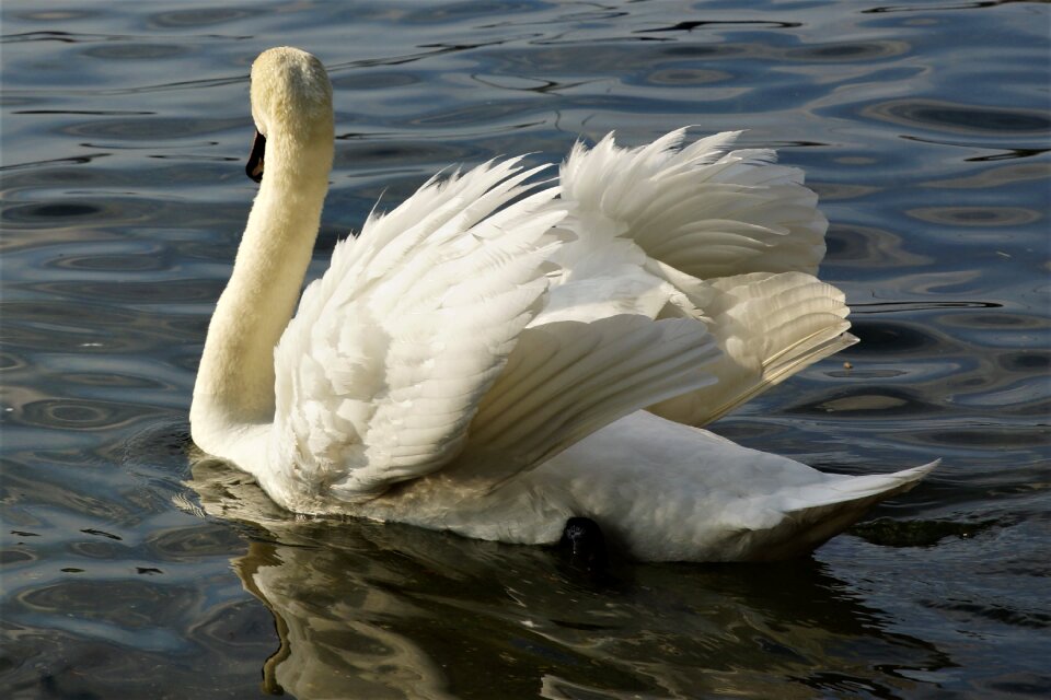 Swan bird water