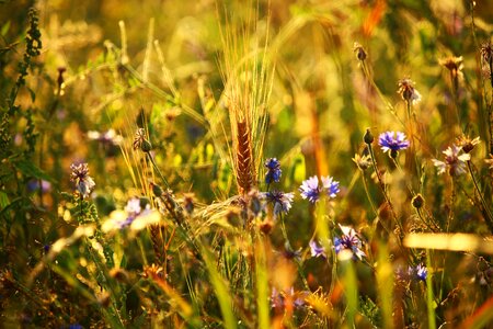 Meadow cornflower barley
