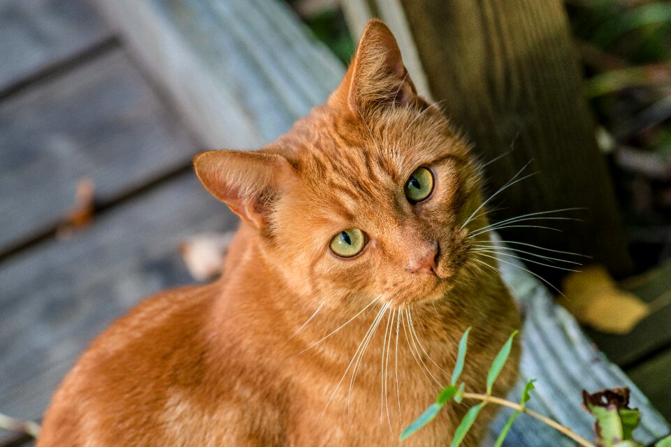 Cat animal pet
