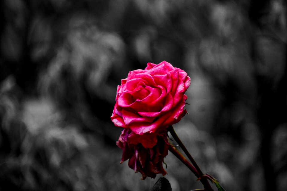 Nature romantic creative
