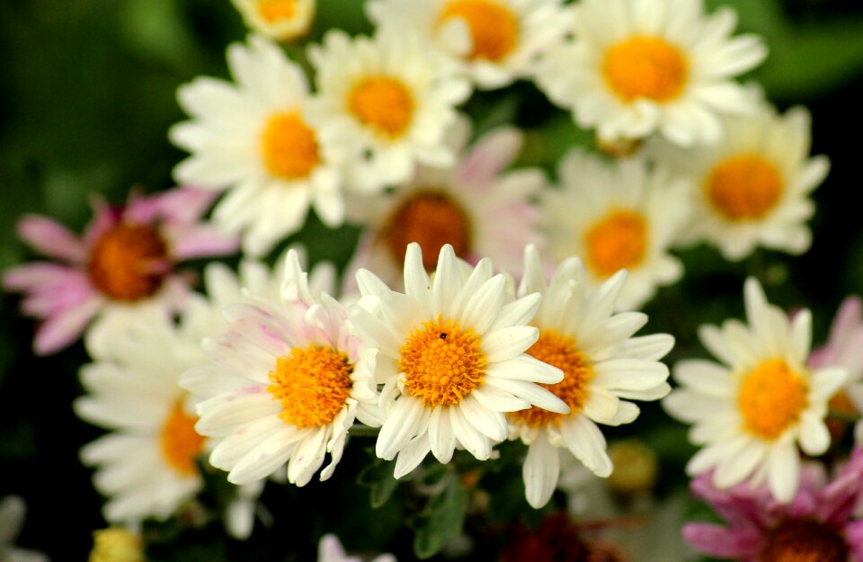 Autumn figure plant