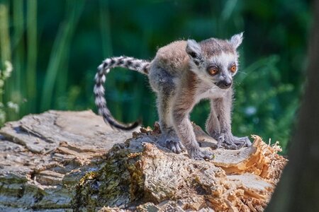 Ring tailed lemur lemur catta madagascar photo