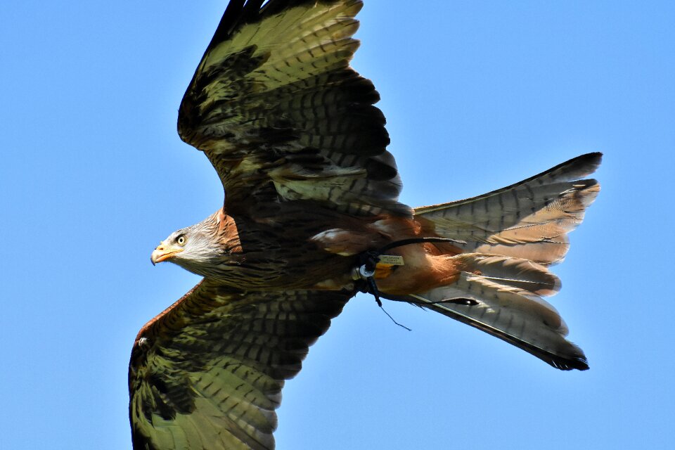 Raptor bird of prey feather