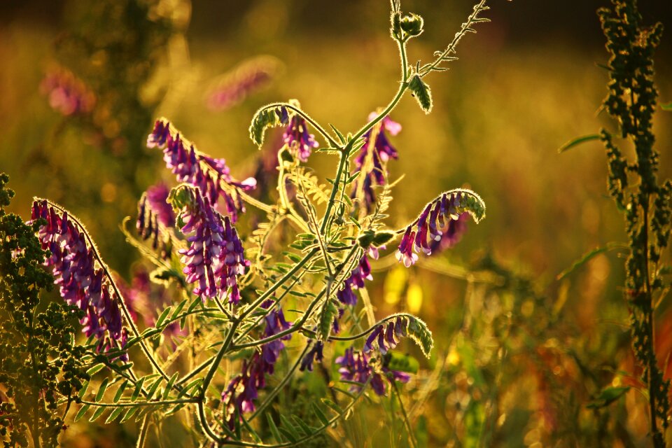 Bloom flower climber plant