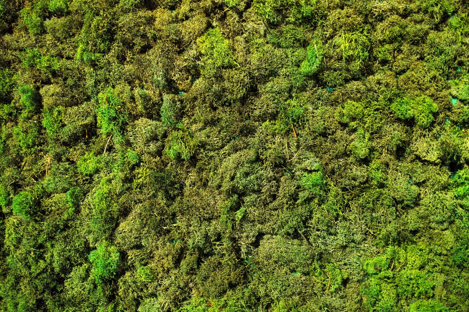 Texture spring nature