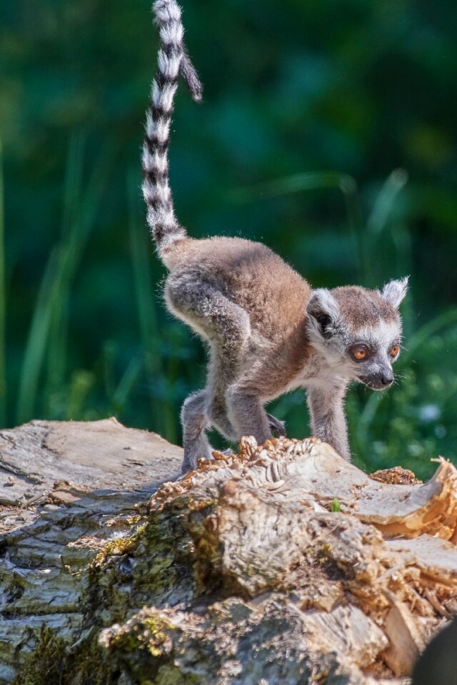 Ring tailed lemur lemur catta madagascar