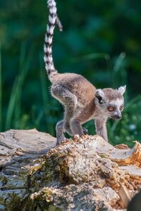 Ring tailed lemur lemur catta madagascar photo