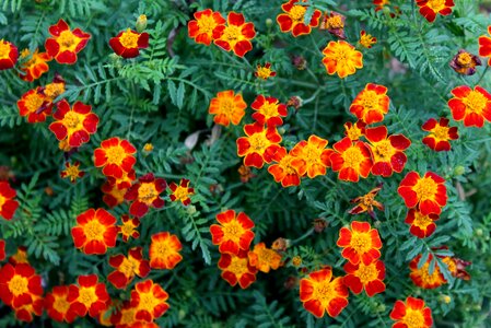 Nature plant color