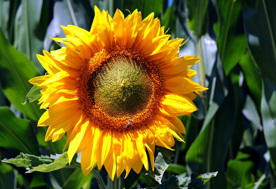 Bloom nature summer