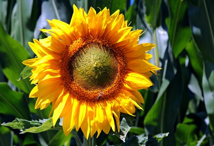 Bloom nature summer