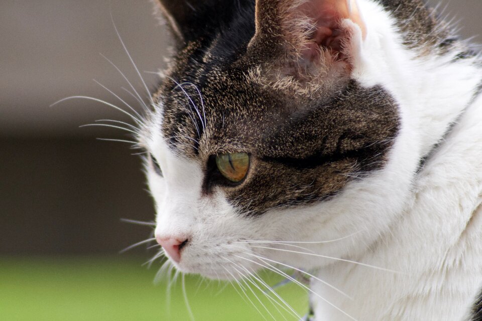 Cat's eyes kitten cat face