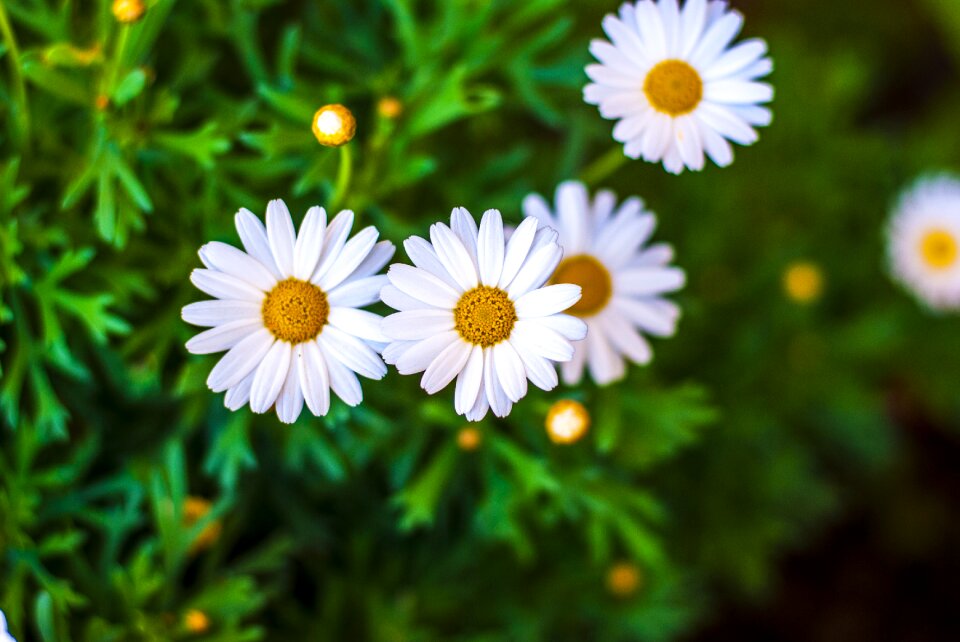 Spring white flowering