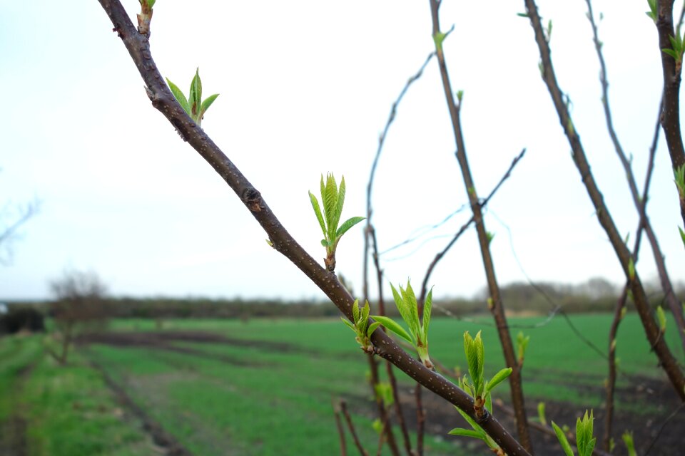 Tree plant growth