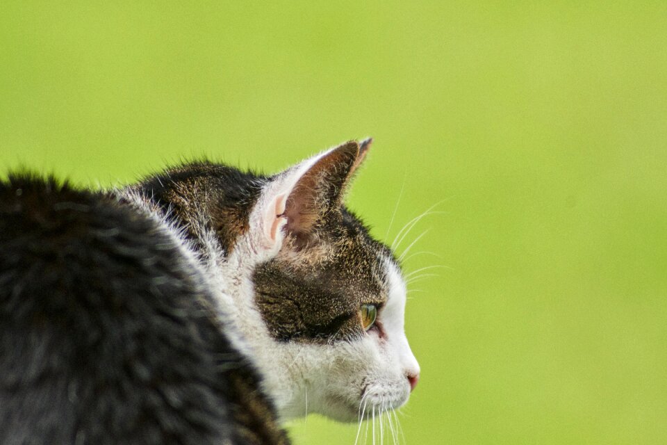Cat's eyes kitten cat face