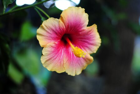 Hibiscus botanical colorful photo