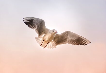 Bird wing float
