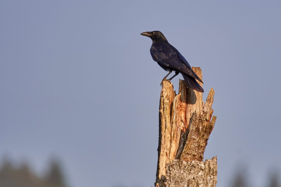 Raven black animal photo