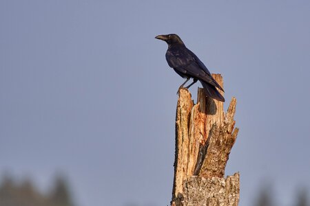 Raven black animal photo