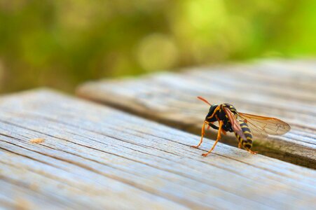 Wasp animal close up photo