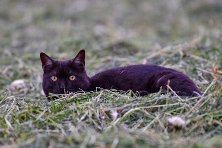 Eyes cat's eyes kitten