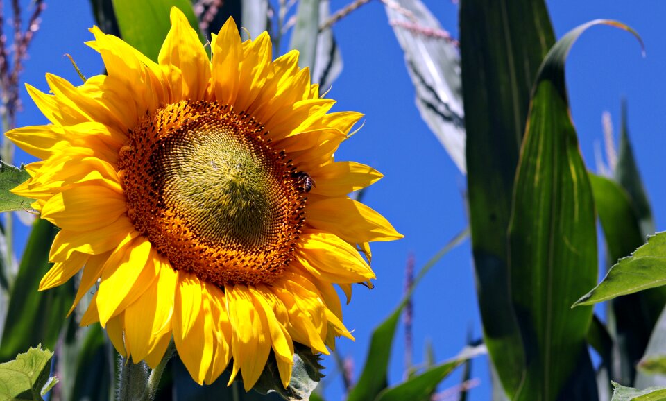 Summer yellow blossom
