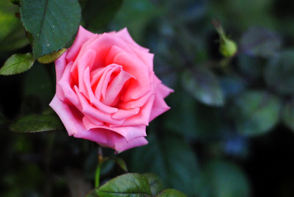 Fresh garden blossom