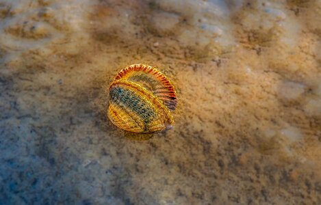 Creature water sea