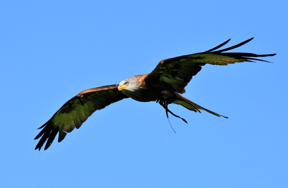 Raptor bird of prey feather