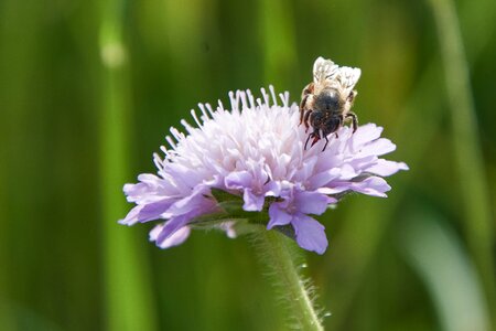 Bloom macro nature photo