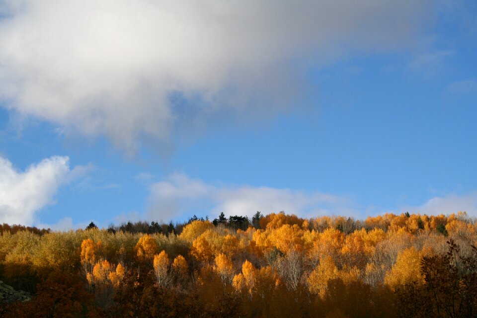 Tree colors landscape