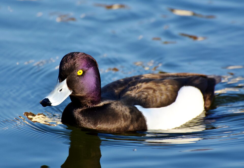 Bird ducky water bird