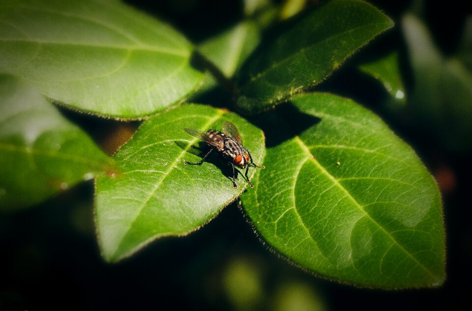 Nature magnification green