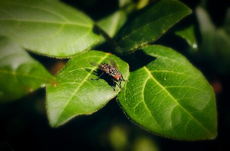 Nature magnification green