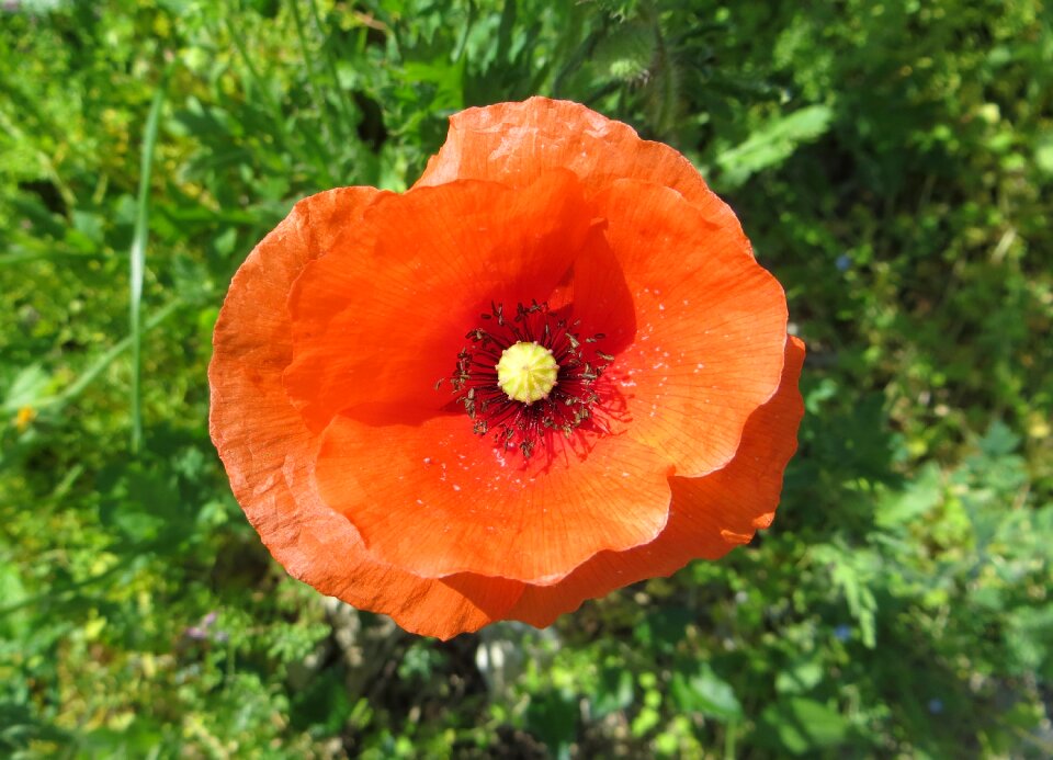 Flower summer poppy