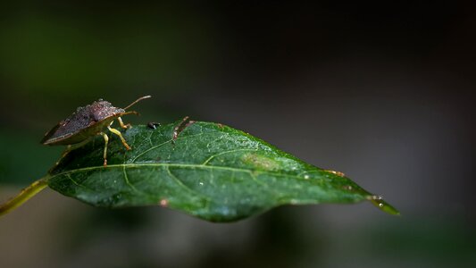 Scarab plants entomology photo